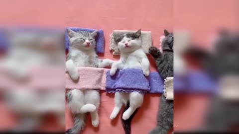 Gatinhos fofinhos para relaxar gatinhos e cachorrinhos