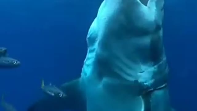 white shark attack