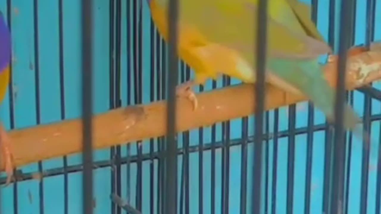 Beautiful imported golden finches ❤️