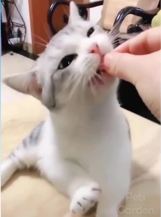 Funny cats when hungry