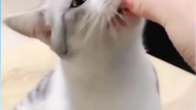 Funny cats when hungry