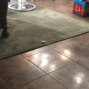 Cookie, la cacatúa, conduce una canasta por la casa