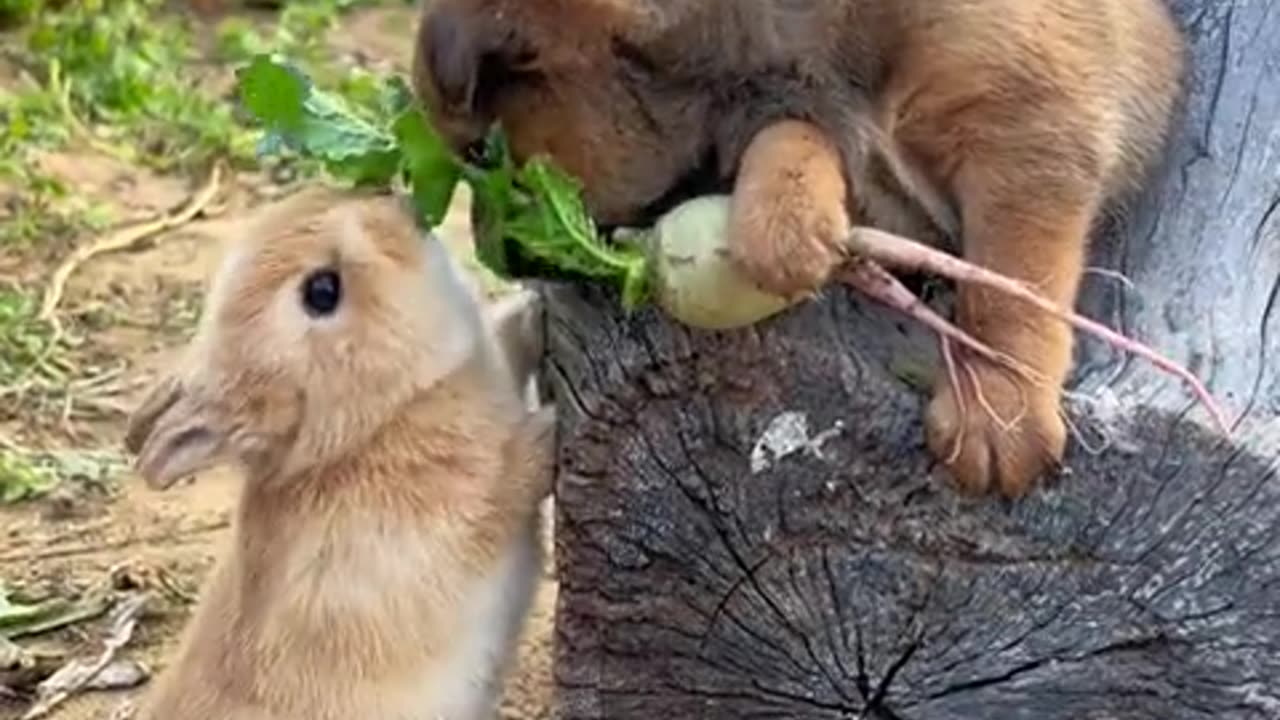 Your cuteness cures everything un-cute.