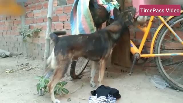 Little monkey in a cage, The dog helps to escape