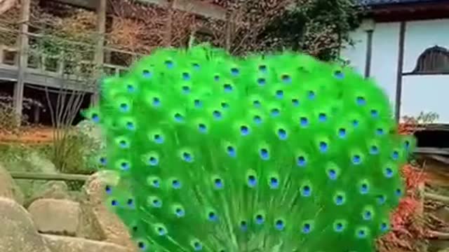 Amazing dance peacock