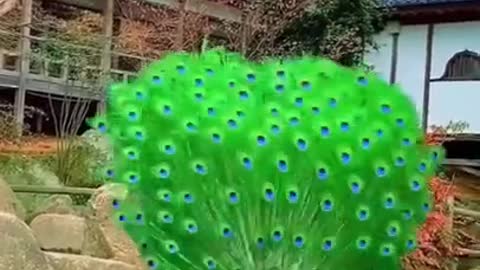 Amazing dance peacock