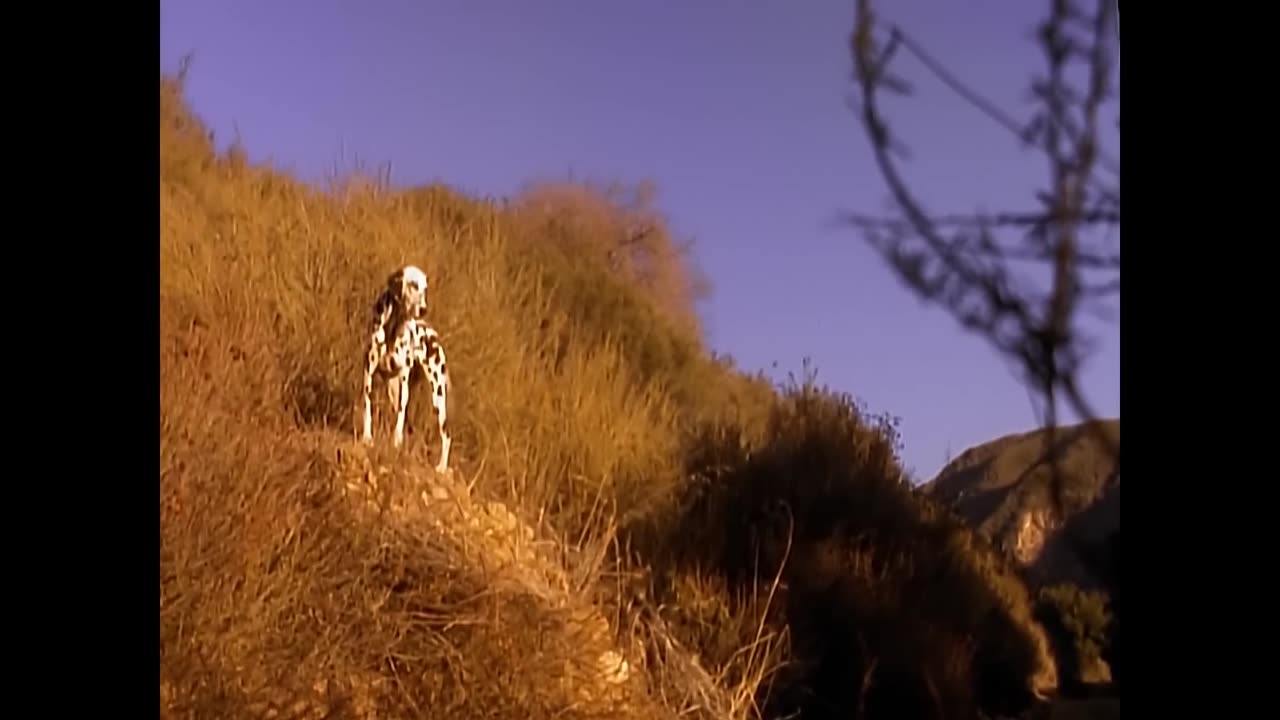 Sublime - Santeria (Official Music Video)
