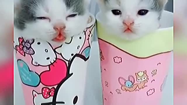 cute kitten saying meow that will melt your heart !