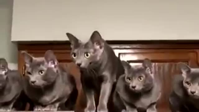 CRAZY CATS MESSING AROUND - CHECK IT NOW!