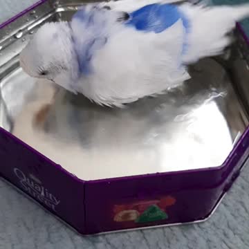 Snow taking a bath