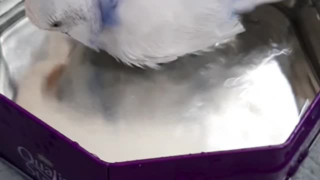 Snow taking a bath