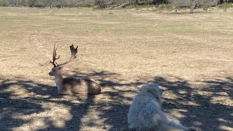 Texas Deer Dogs Chill Out with the Deer