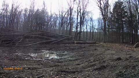 Felling a huge tree.