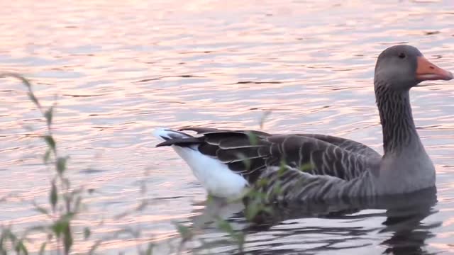 A pair of duck padd