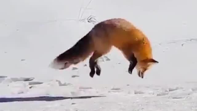 Funny Fox Dives Headfirst Into Snow | North America