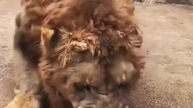 Lion eat chicken 🐔