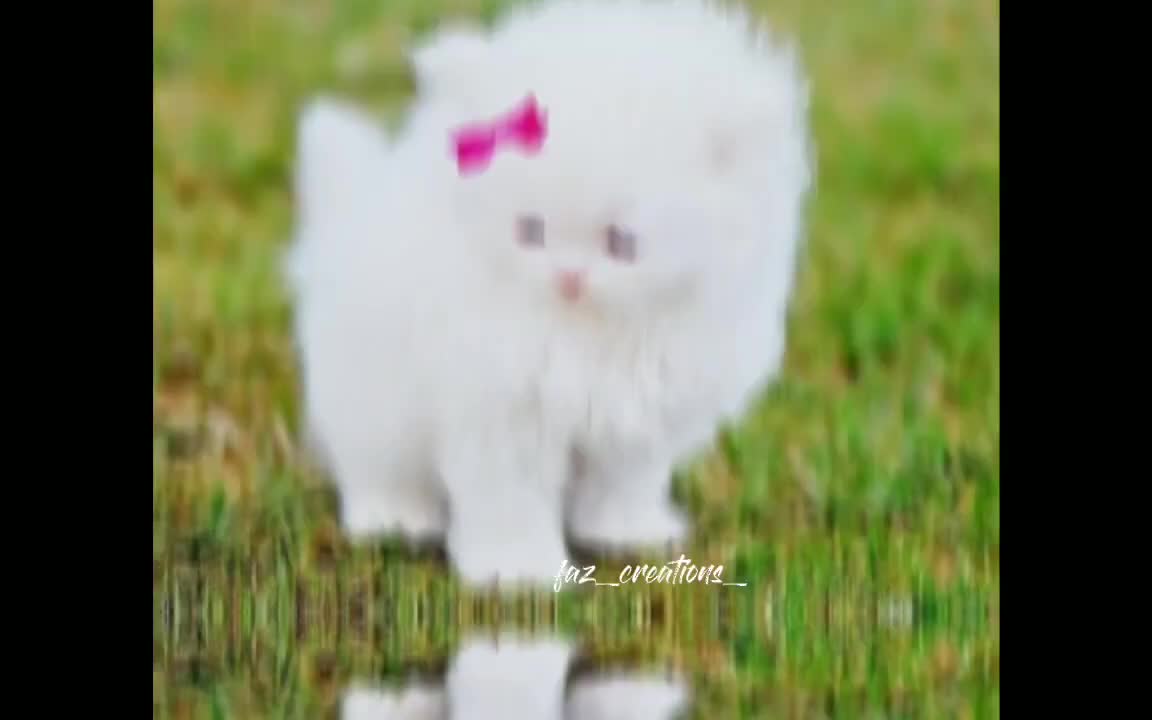 cute cats