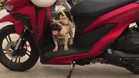 puppy is so cute