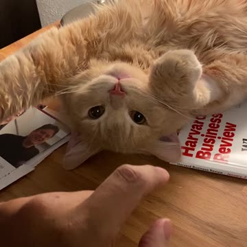Watch This Kitty Cat Playtime If You Want To Brighten Your Day