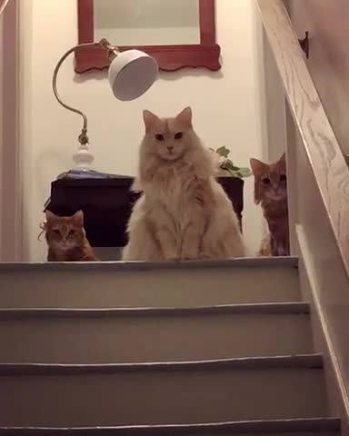 Gatos miran a su dueño de un modo intimidante cuando llega a casa