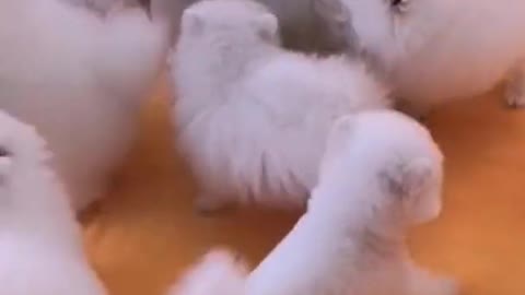 Cute Dogs Dancing For Food That Will Make You Smile