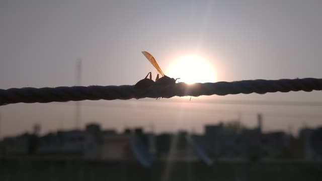 A worm walking in a rope.