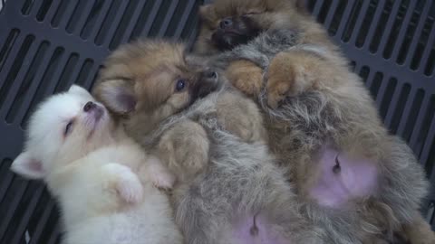 The Secrets of training any Dog or Puppy Quickly and Easily in 7 Days or Less...