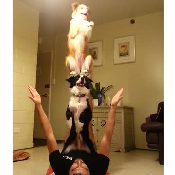 Two Talented Dogs Perform Unbelievable Balancing Trick