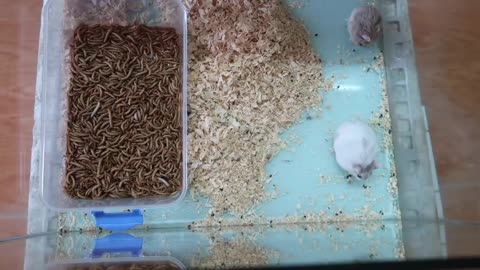 Hamster vs 10000 SuperWorms TimeLapse!!