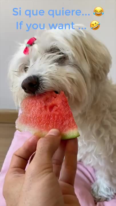 Cute dog eating watermelon