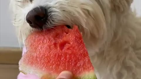 Cute dog eating watermelon