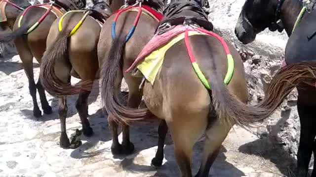 A pony waving its tail.
