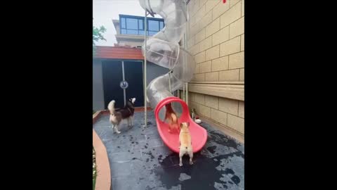 Funny and Cute Husky Puppies Compilation 2020 - Cutest Husky #01