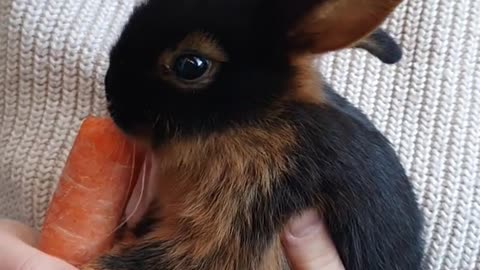 Adorable bunny eats a carrot, Nom nom nom