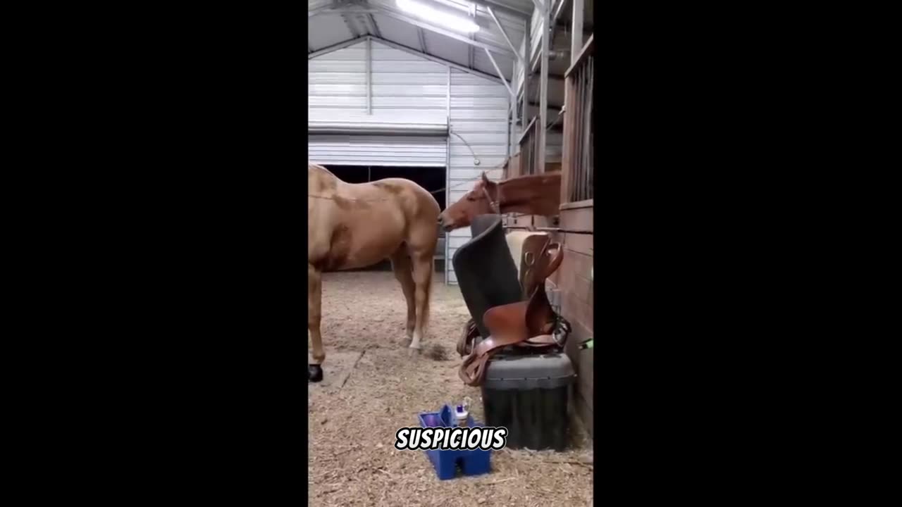 DO YOU LIKE HORSE?!!