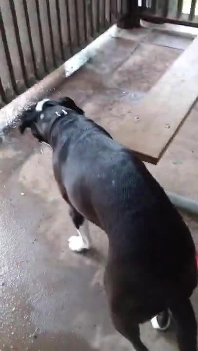 Curious George...I mean Duke