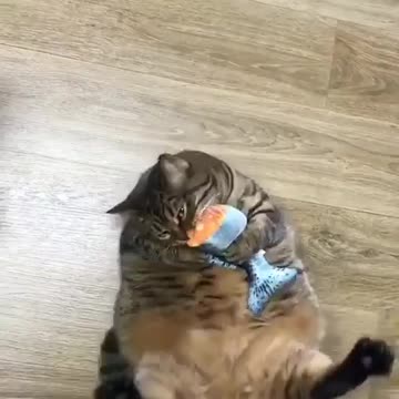 Mama cat hungry