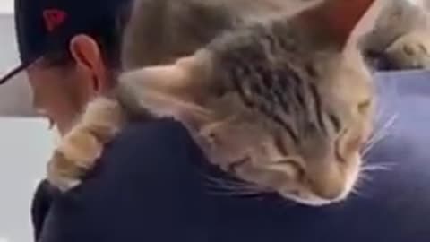 cute funny cats viral clips - best #viral #shorts #funny cute cats 😍 😍