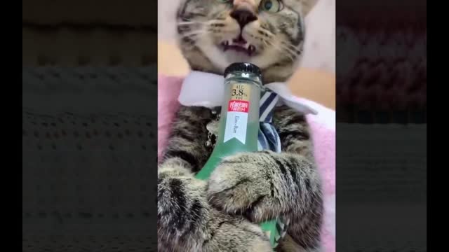 Videos De Risa 2020 nuevos 😂 Animales Graciosos - Momentos Divertidos De Gatos y Perros