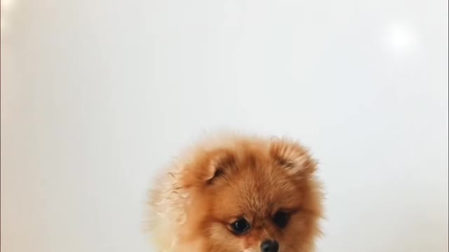 Cute Dog Watch this video 😀😘