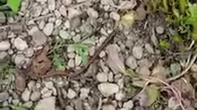 That's a fast worm!