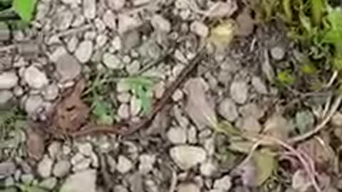 That's a fast worm!
