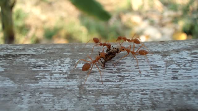 Ants carrying dead spider