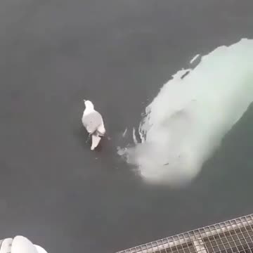 Adorable beluga whale trying to befriend a seagull. How incredible is this? 💙😍⁠⁣⁣⁣