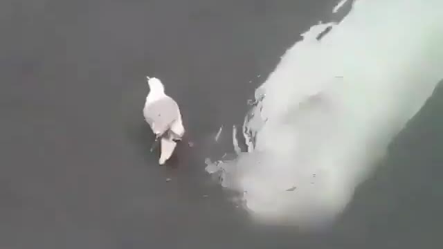 Adorable beluga whale trying to befriend a seagull. How incredible is this? 💙😍
