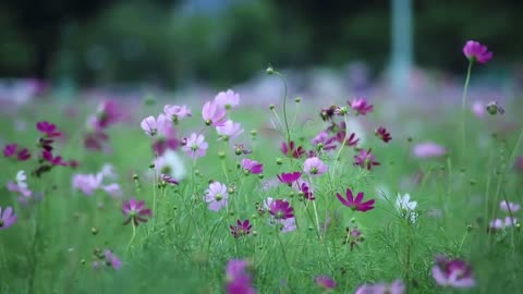 Emotional Quran Recitation: Heartfelt Verses to Soothe Your Soul