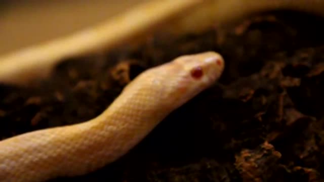 Albino Snake