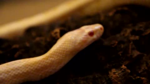 Albino Snake