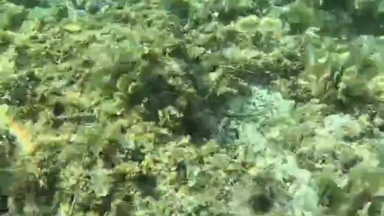 snorkeling Adventures, Philippines 🇵ðŸ‡: Tropical Fish And A Blue Starfish.
