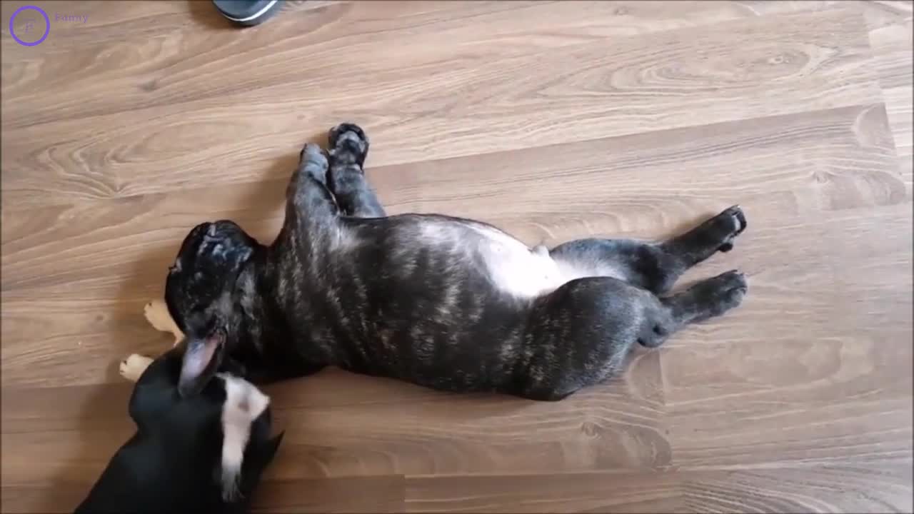 🐶 Dogs life Funny Dog Videos 🤣 It's time to LAUGH